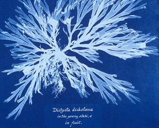 Atelier Cyanotype