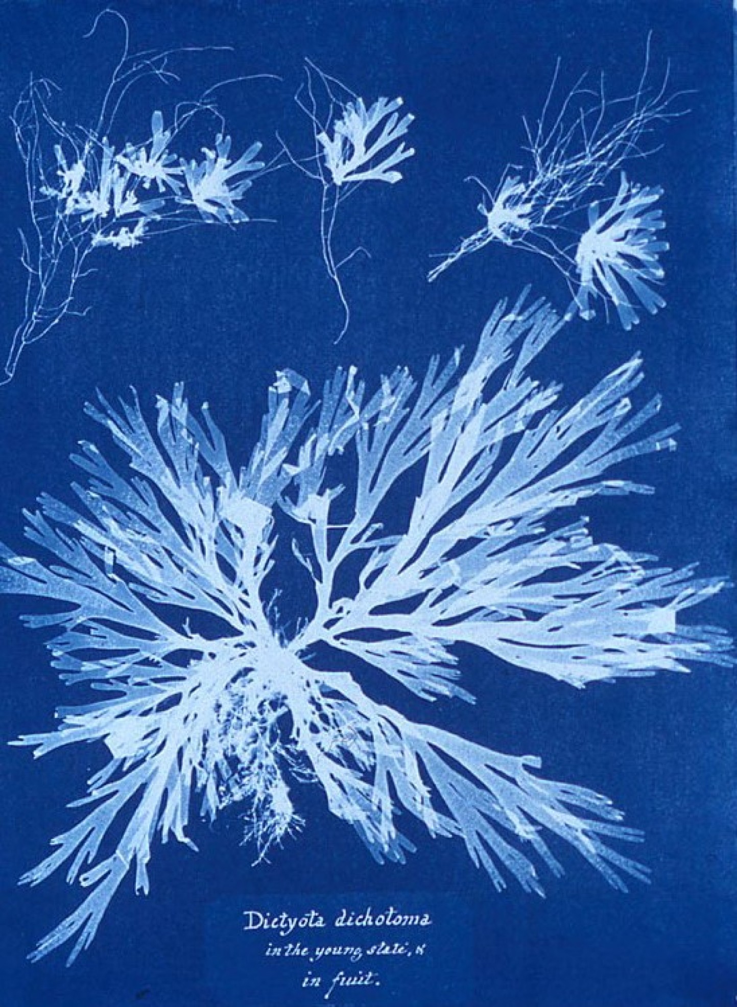 Atelier Cyanotype